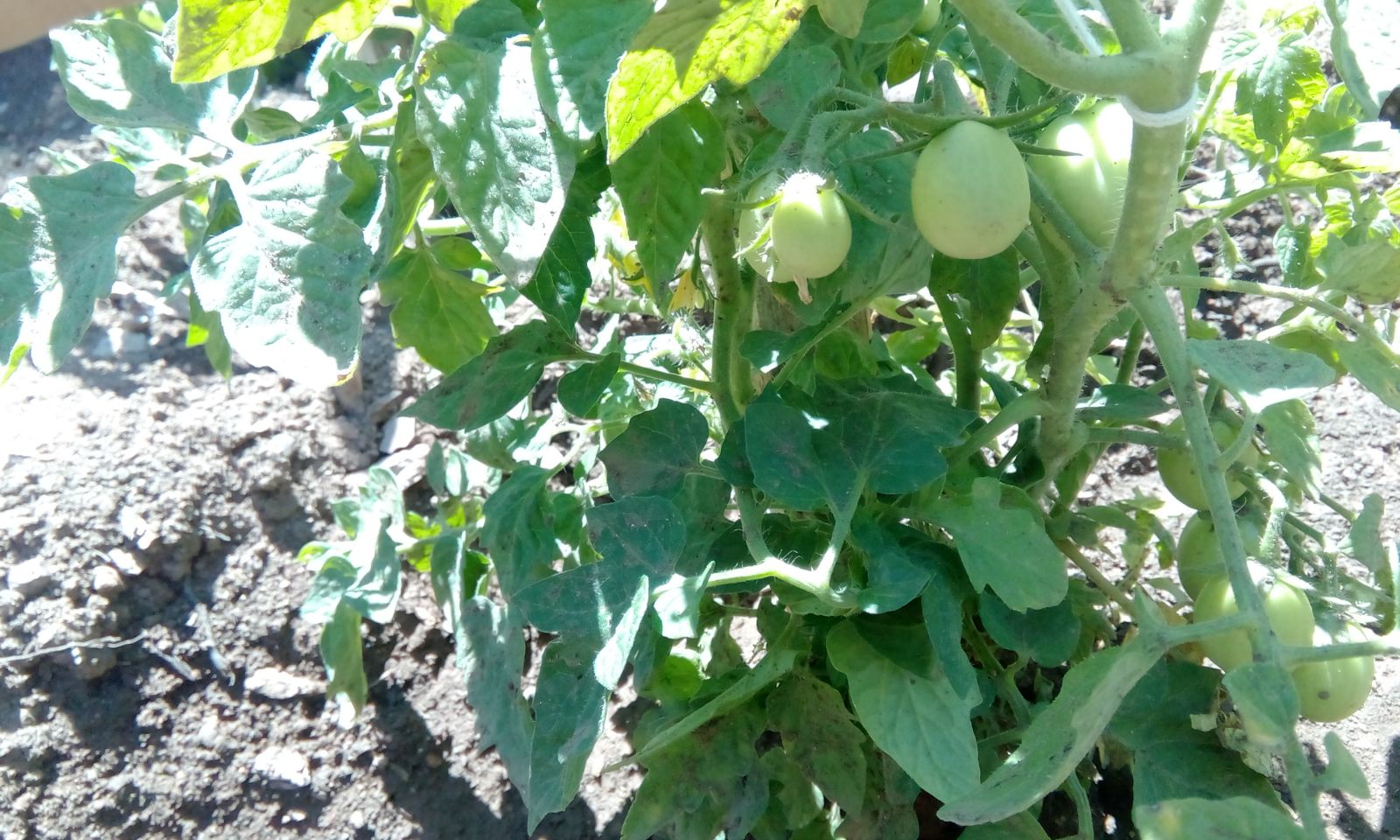 консервни доматки - все още зелени