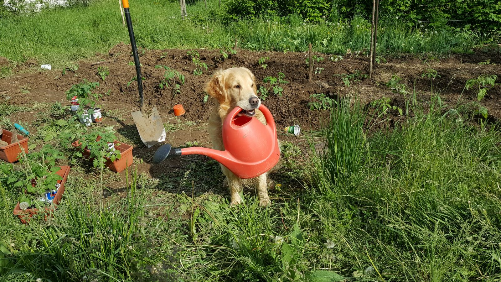 Помощник в градината