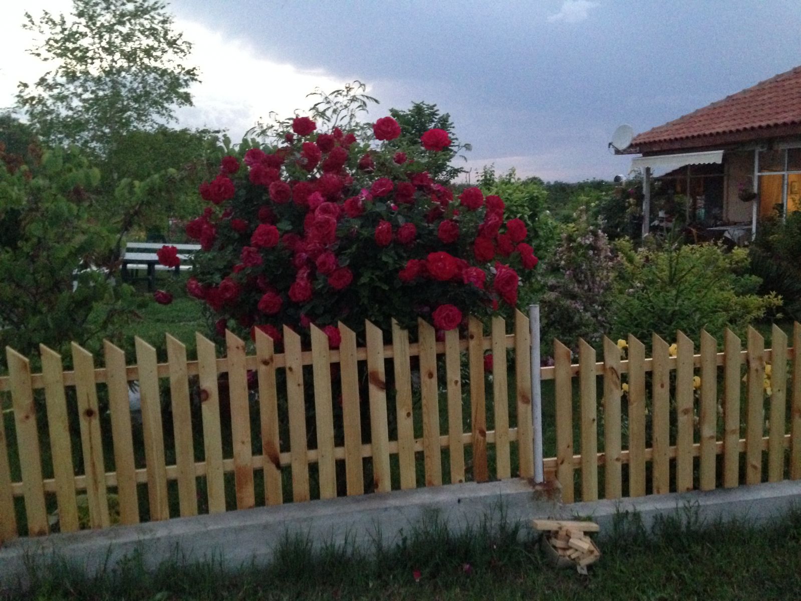 Роза и ограда