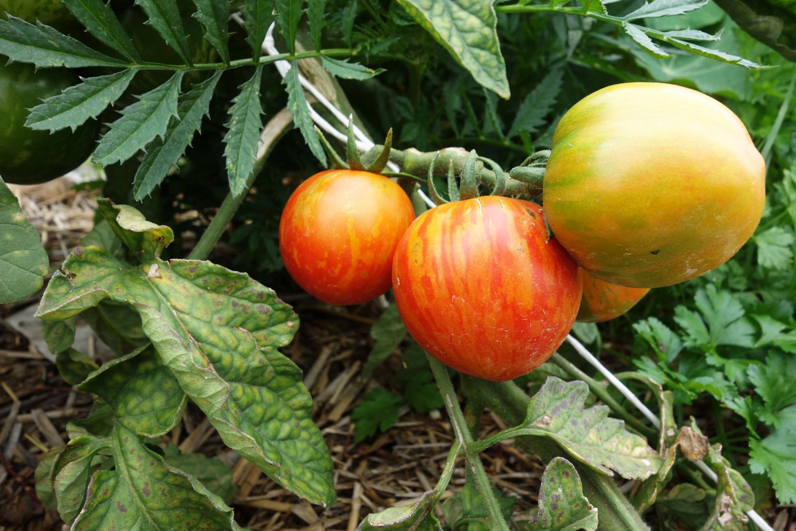 шарени домати