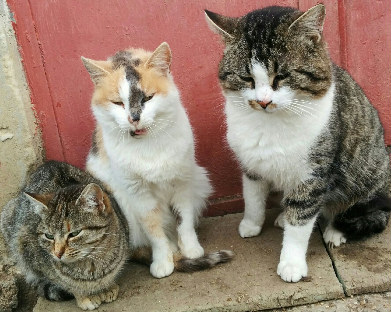 Три котки.jpg