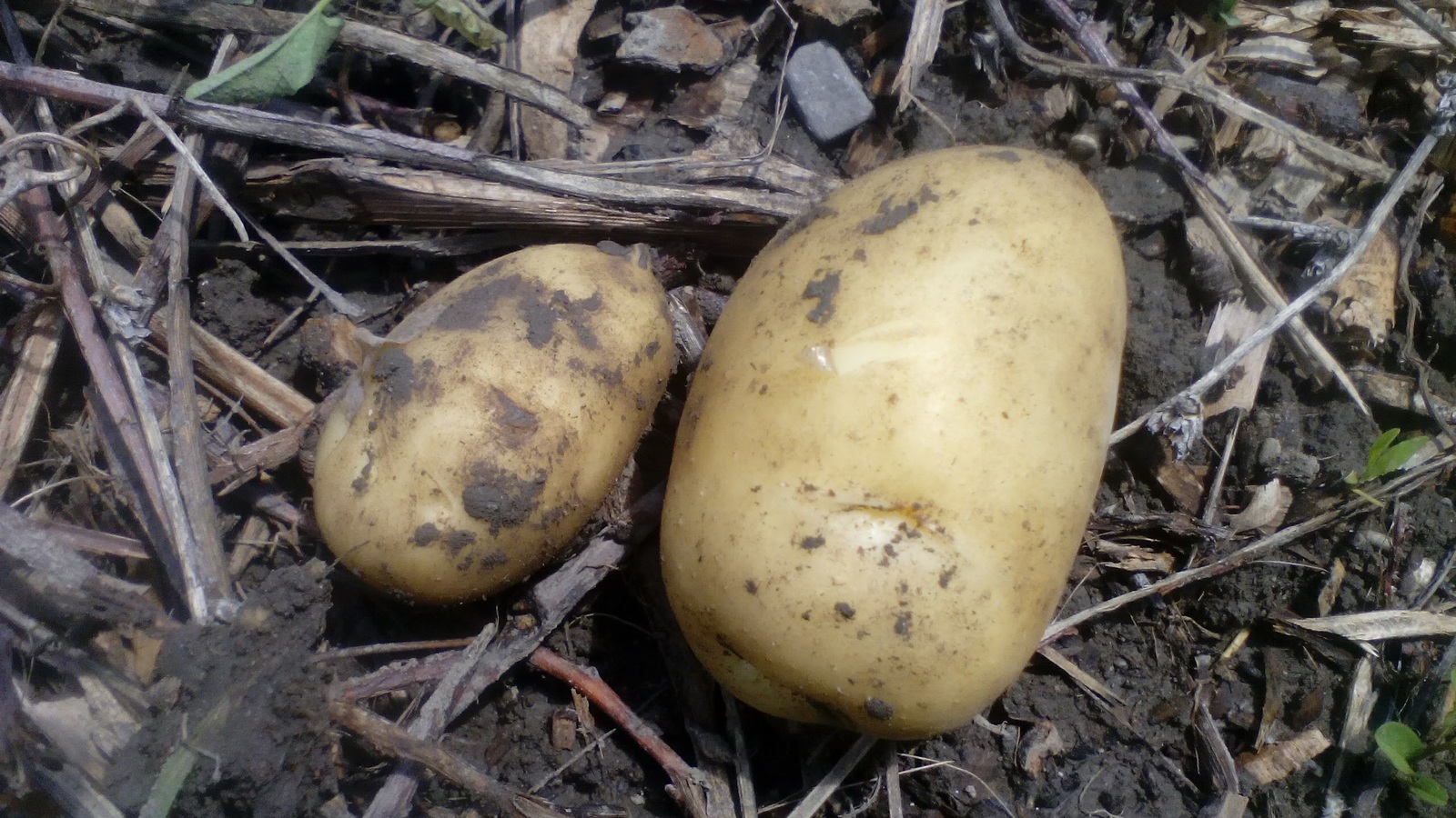 Картофи без стебло 4