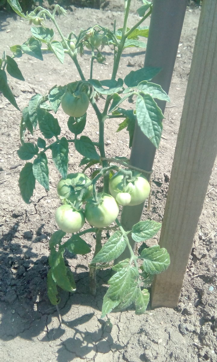 8 доматчета на две педи стрък