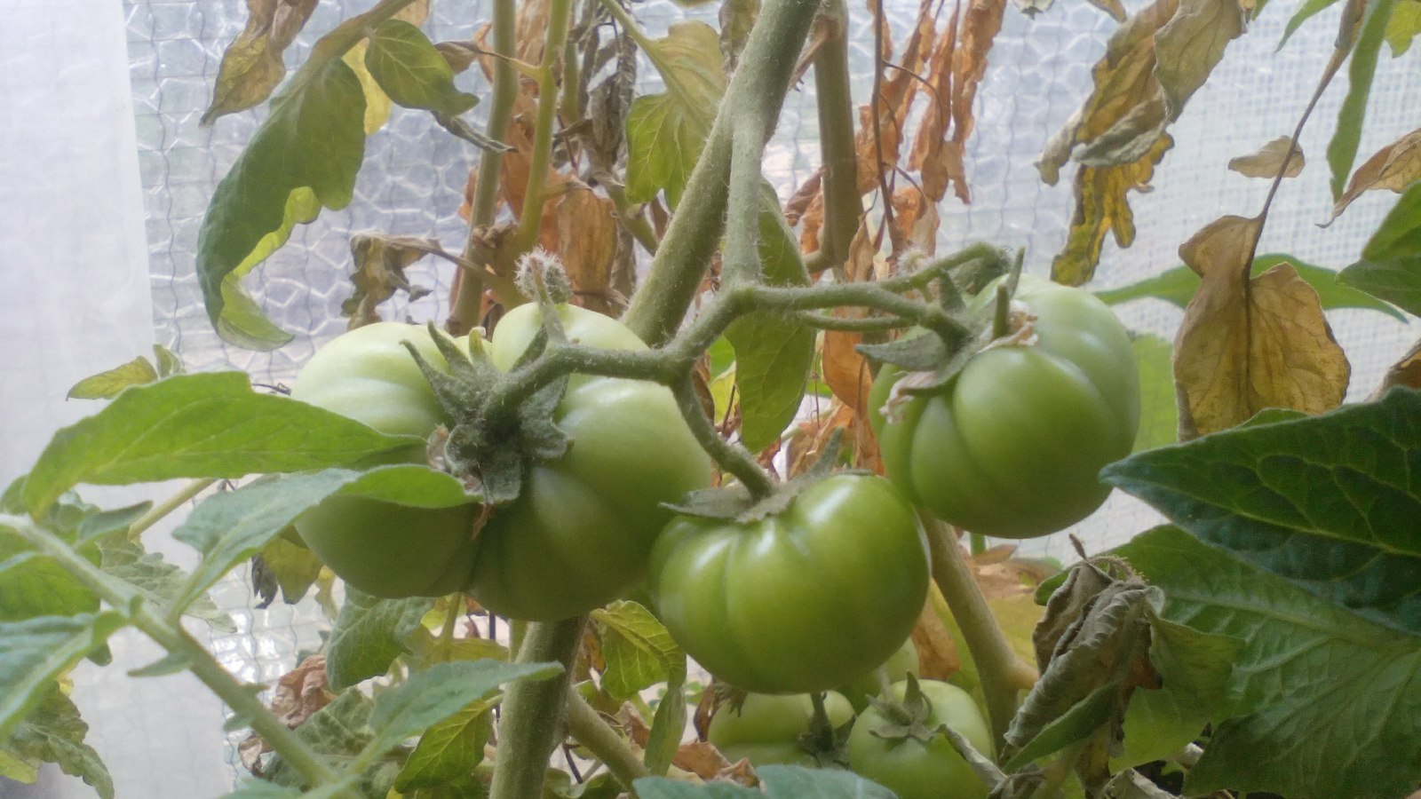 Саксийни домати