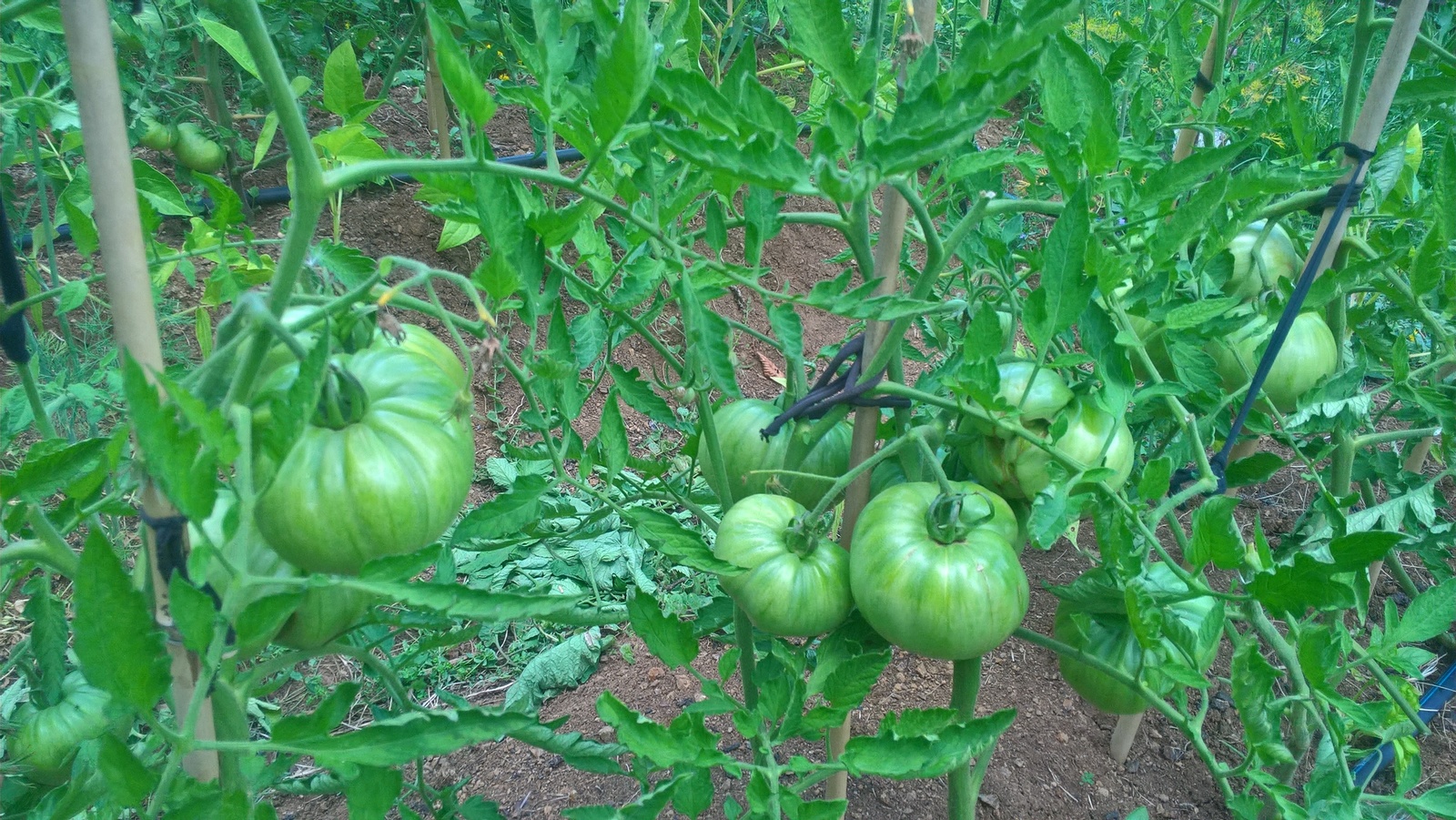 последно доматки