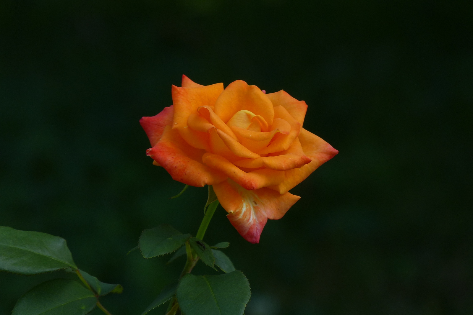 лидълска роза - цвят праскова