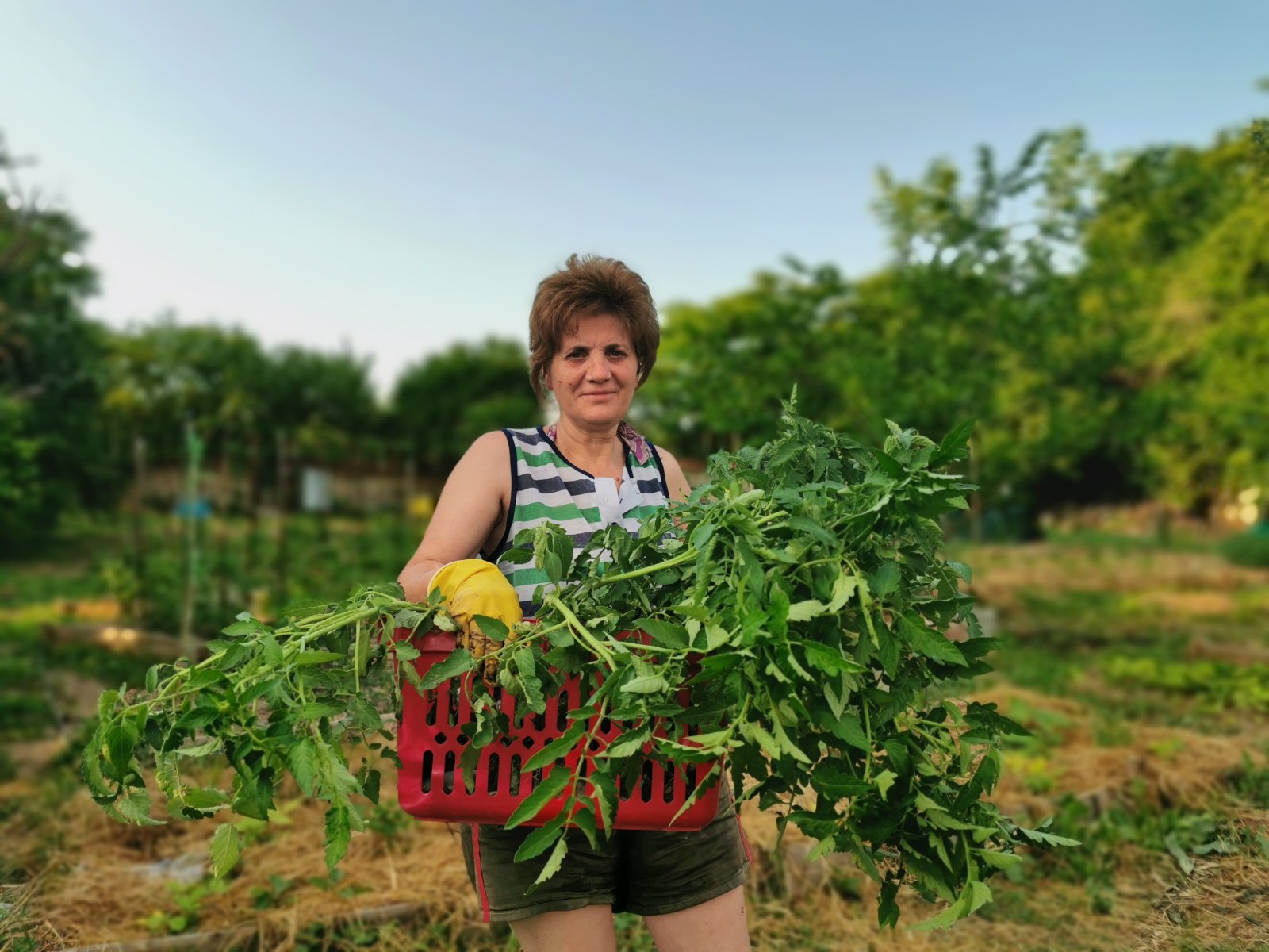 С маста градинар мама Данка, разсаждаме домати дървета!.jpg