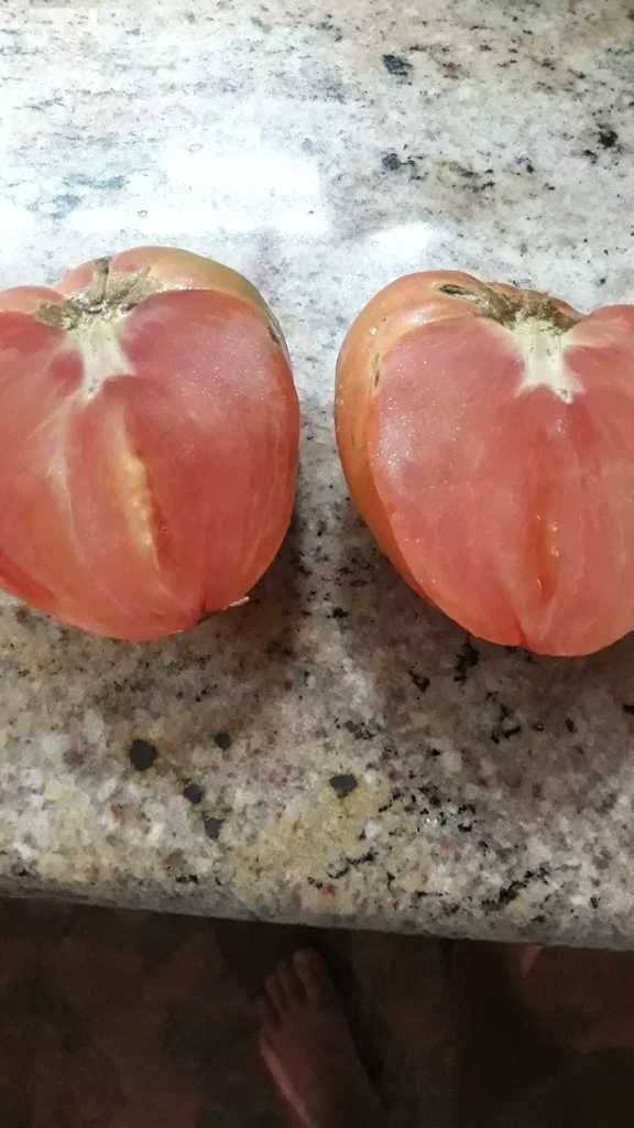 Първия домат