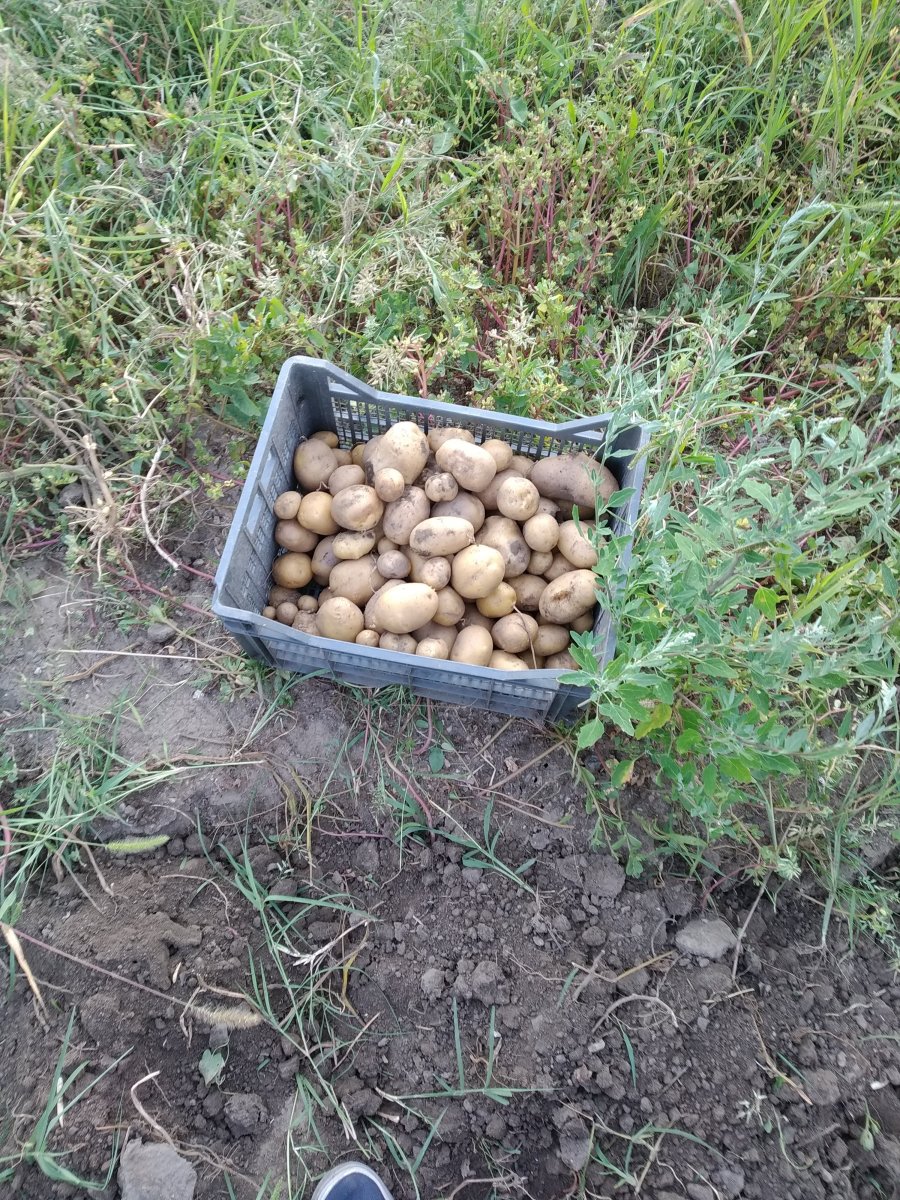 Първи ред картофи, реколта.jpg