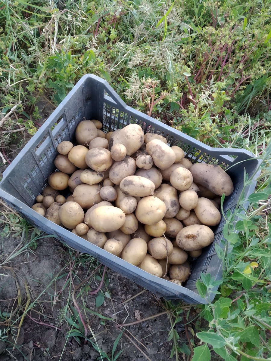 Първи ред картофи, реколта (1).jpg