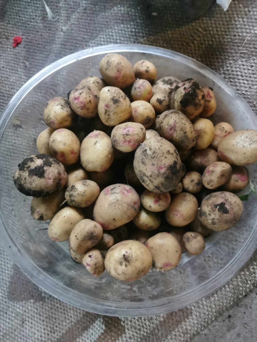 Картошки от две гнезда