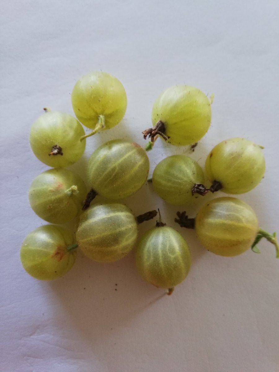 Цариградско грозде